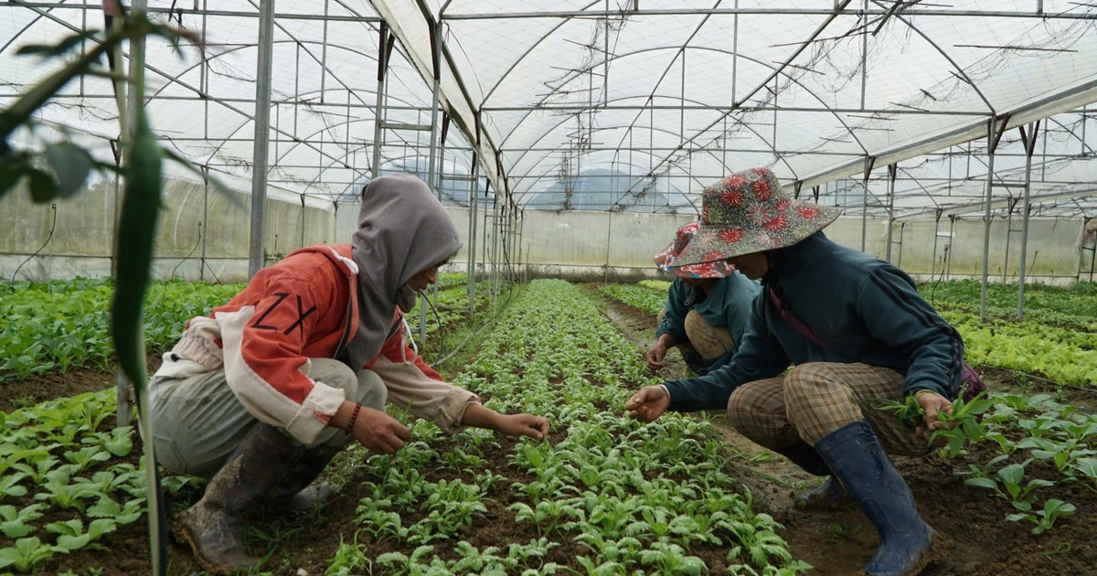 Con đường thoát nghèo nhờ liên kết sản xuất