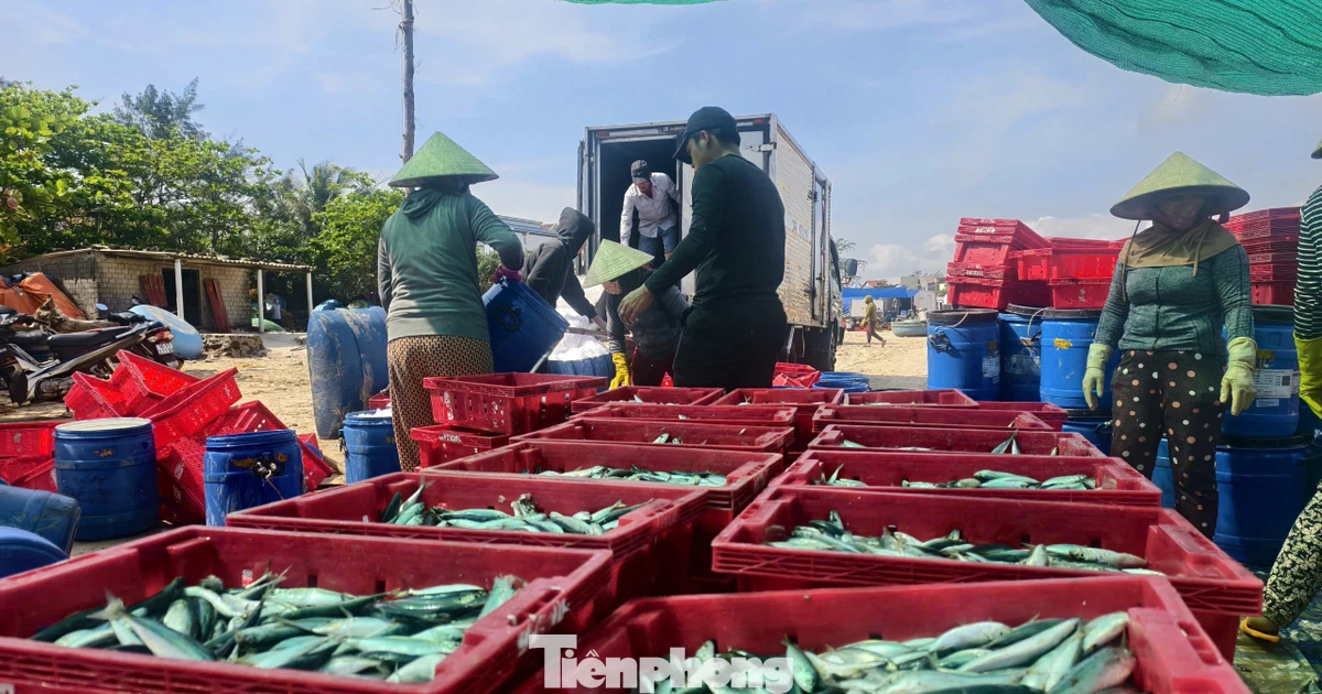 Ngư dân Quảng Ngãi trúng đậm cá nục