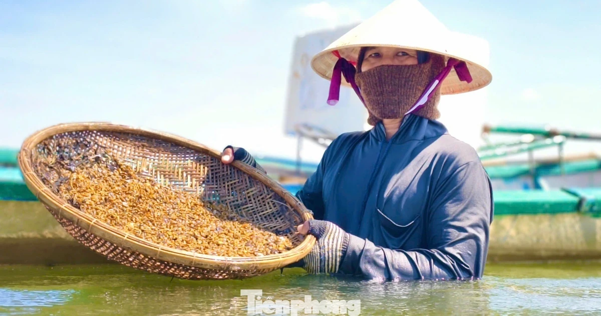 Ngâm mình dưới sông Trà, săn đặc sản “nức tiếng” xứ Quảng