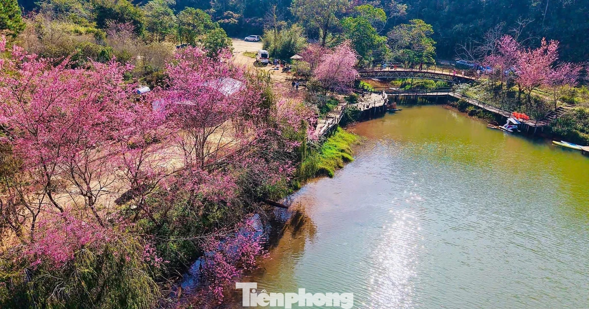 Hoa anh đào 'nhuộm hồng' Măng Đen