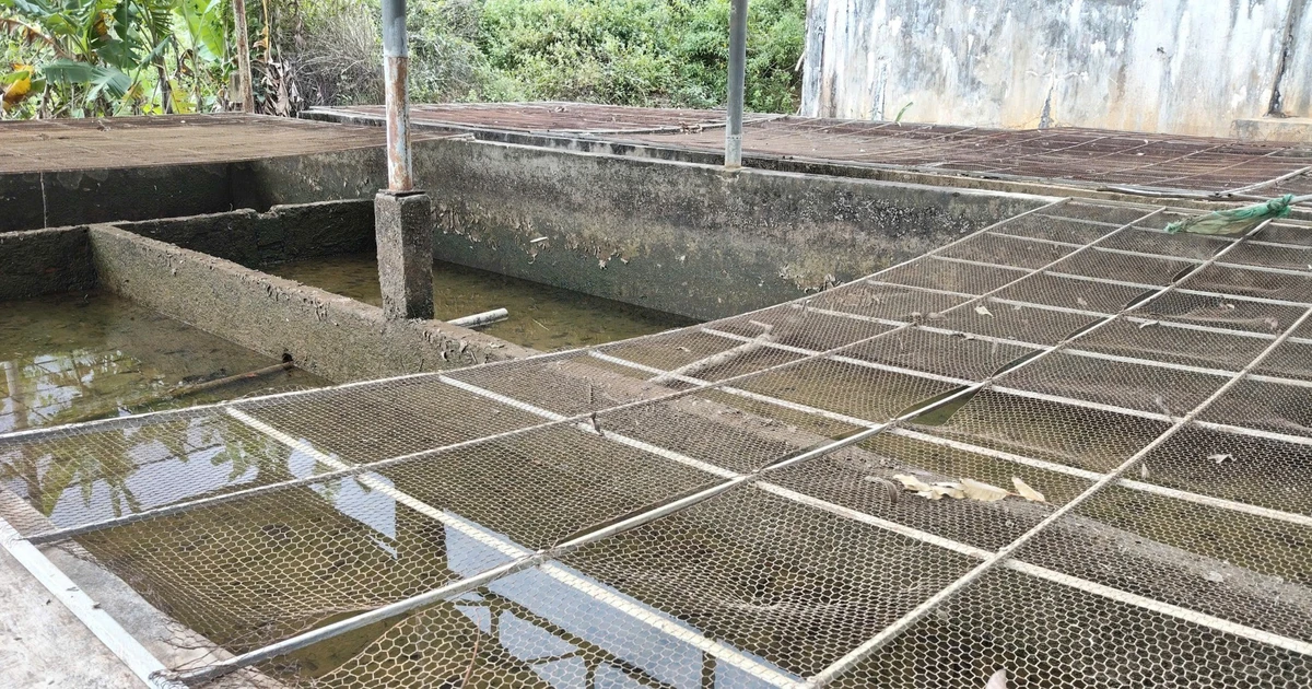 Hơn 4.000 người dân ở Quảng Ngãi sống chung với nước sinh hoạt đục ngầu