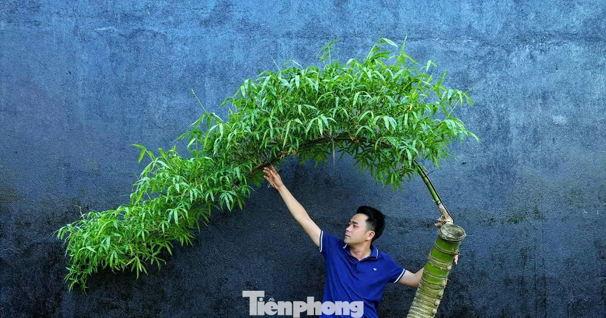 Hô biến những gốc tre xù xì thành “siêu phẩm” bonsai tiền triệu
