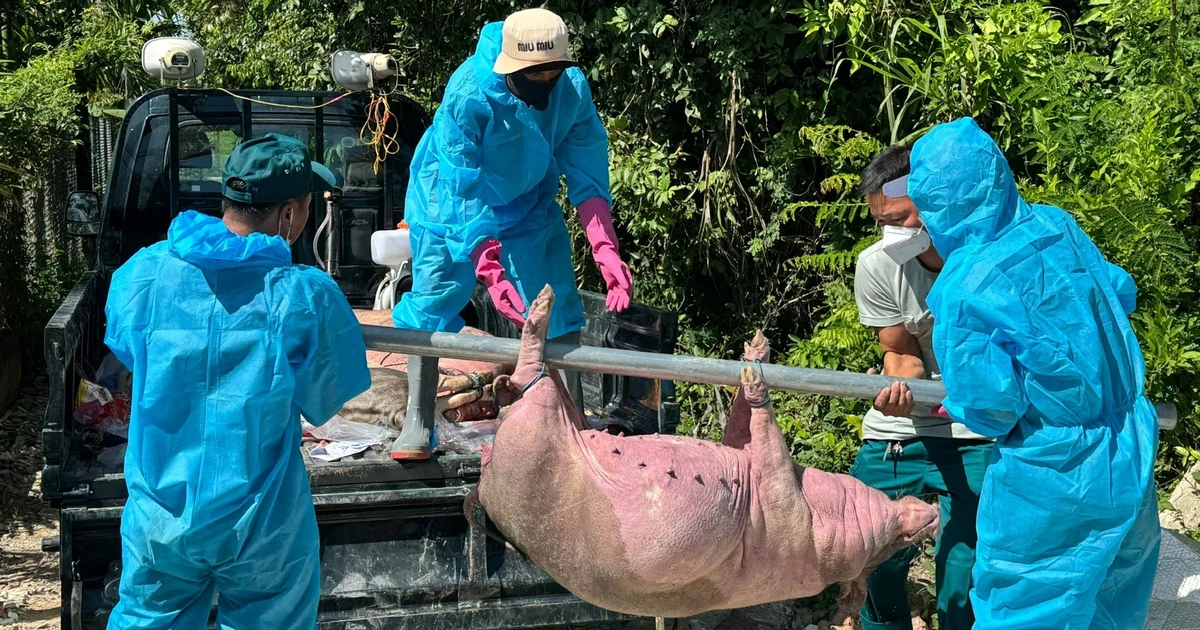 Lợn chết do dịch, người dân Quảng Ngãi phải bỏ thêm tiền túi để được tiêu hủy?
