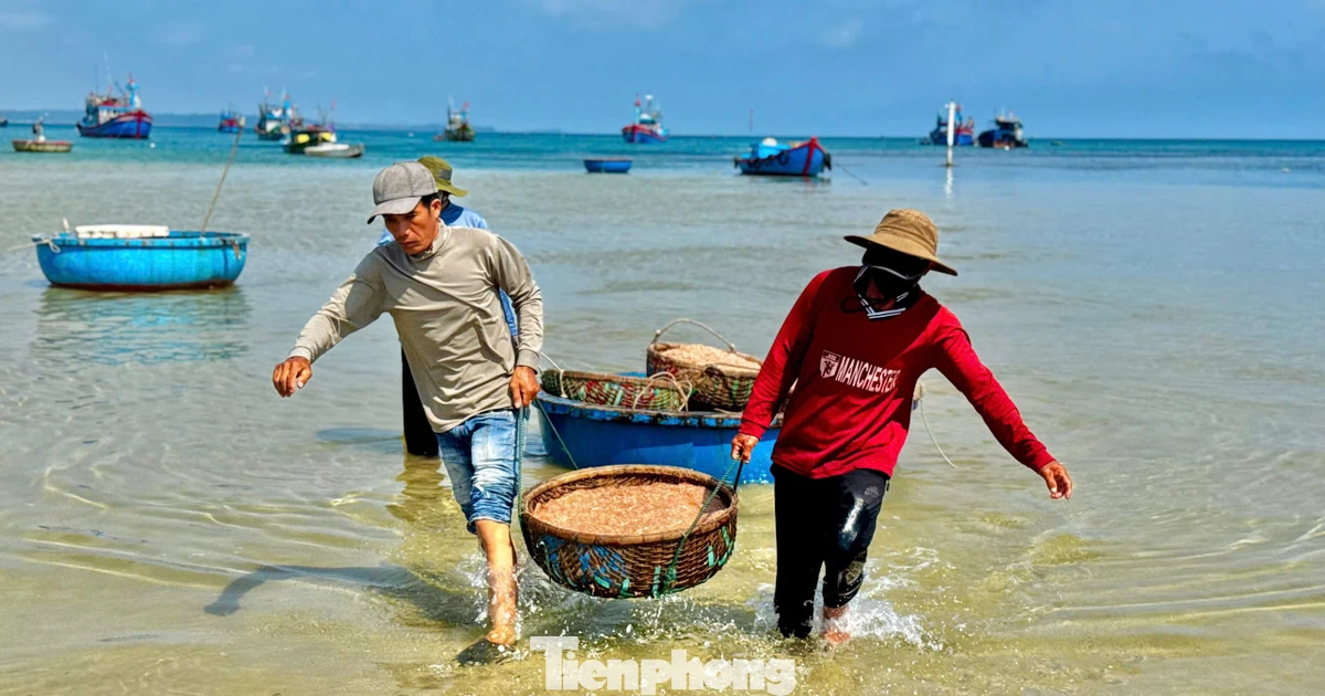 Ngư dân Quảng Ngãi 'kiếm bộn tiền' nhờ lộc biển