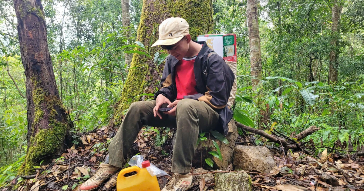 Ngược núi lên đỉnh Ngọc Linh ‘ăn Tết với sâm’