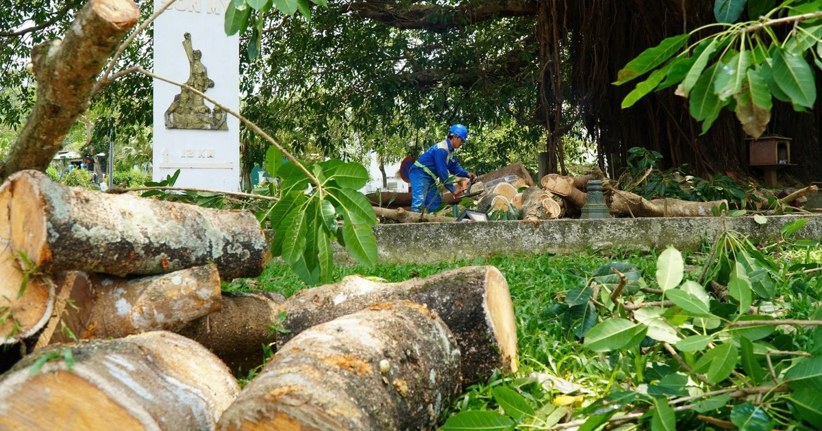 Nhánh đa di sản bất ngờ gãy đổ, hàng chục người thoát chết trong gang tấc