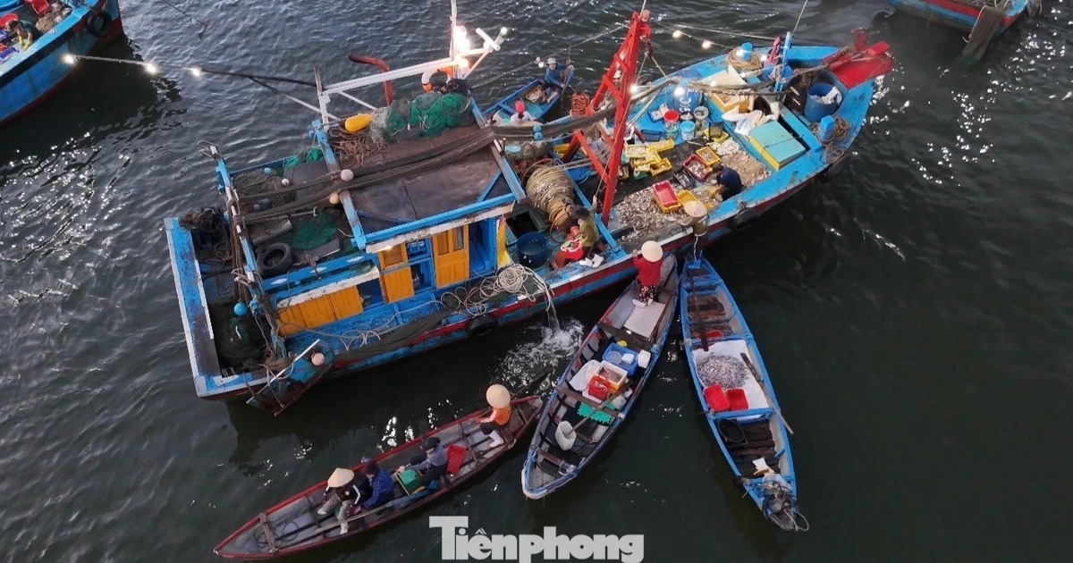 Theo chân ngư dân đến chợ nổi duy nhất ở Quảng Ngãi lúc 4 giờ sáng