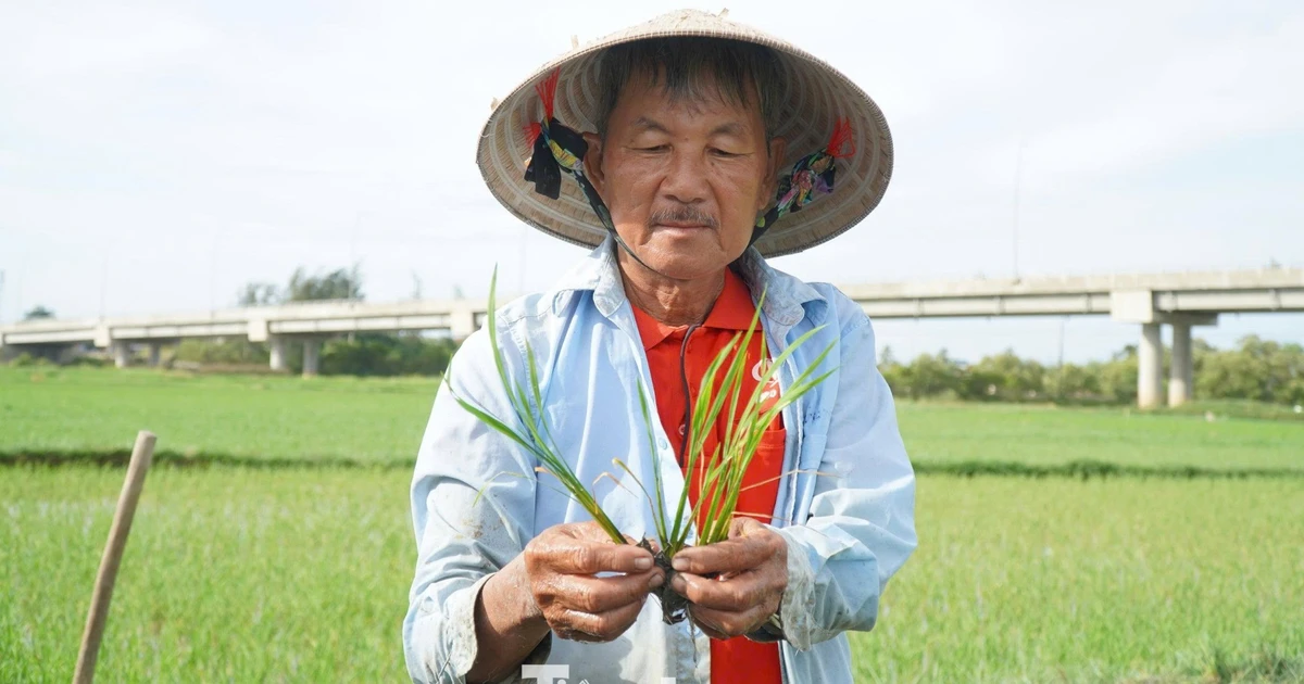 Ruộng lúa bên sông Trà chết khô, nông dân nguy cơ mất trắng
