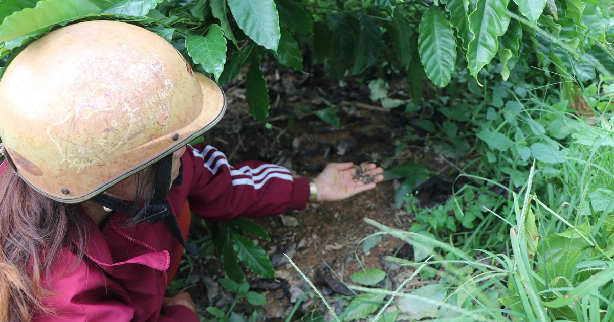 Bón phân cả tháng không tan, người dân gửi đơn ‘cầu cứu’ chính quyền