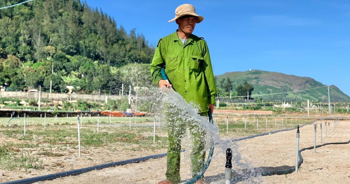 Nắng nóng bủa vây, Lý Sơn chắt chiu từng giọt nước