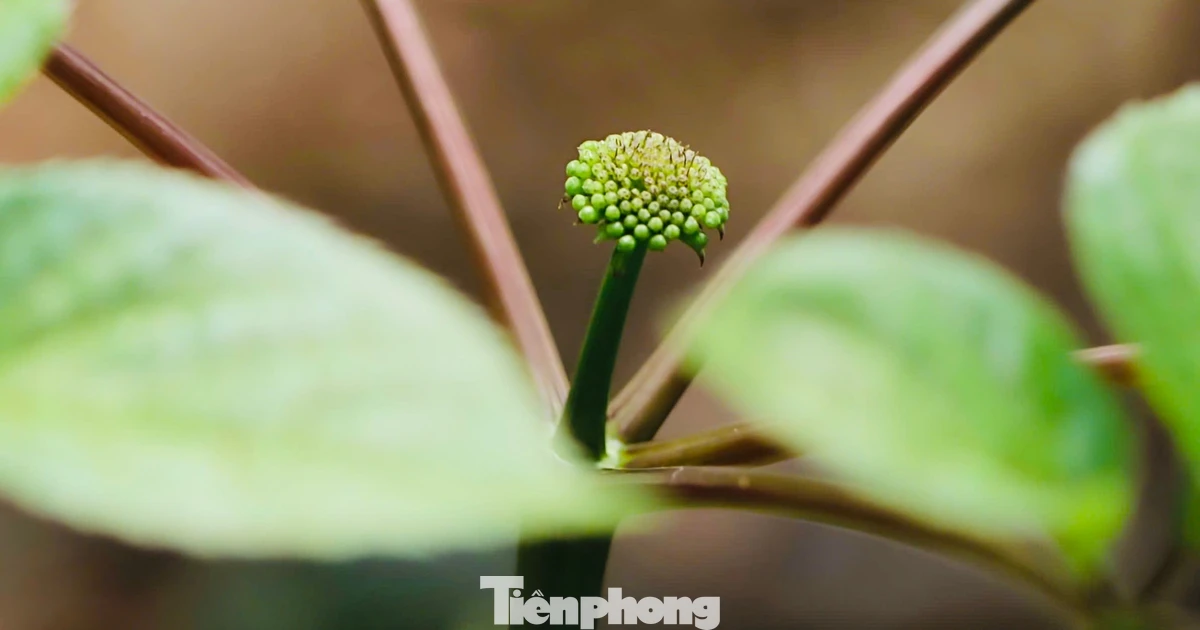 Mùa 'báu vật đại ngàn' thức giấc