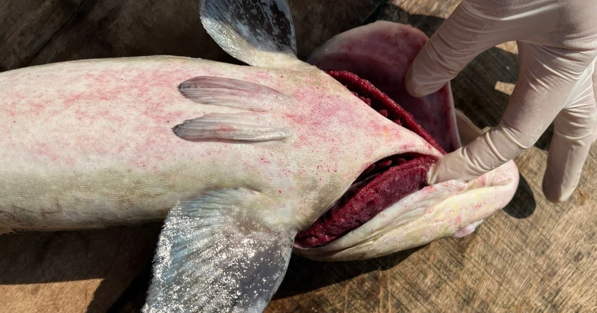 Đã tìm ra nguyên nhân khiến hơn 90 tấn cá bớp ở Lý Sơn chết cùng lúc