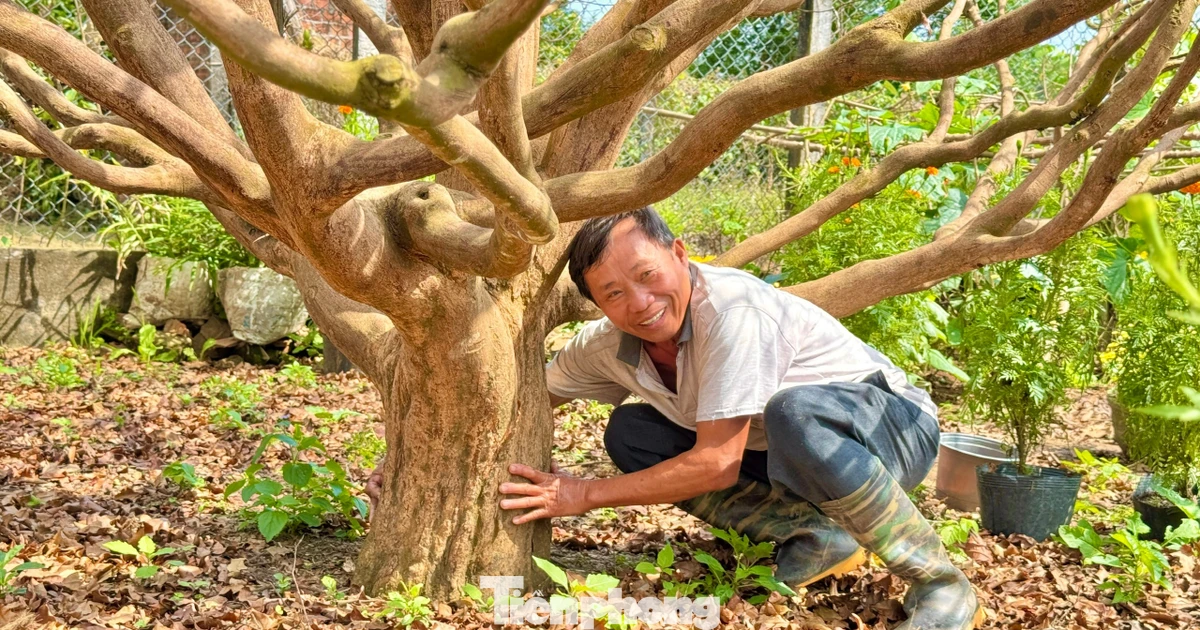 Cận cảnh cụ mai 70 năm độc nhất vô nhị được ‘hét giá’ 3,5 tỷ đồng