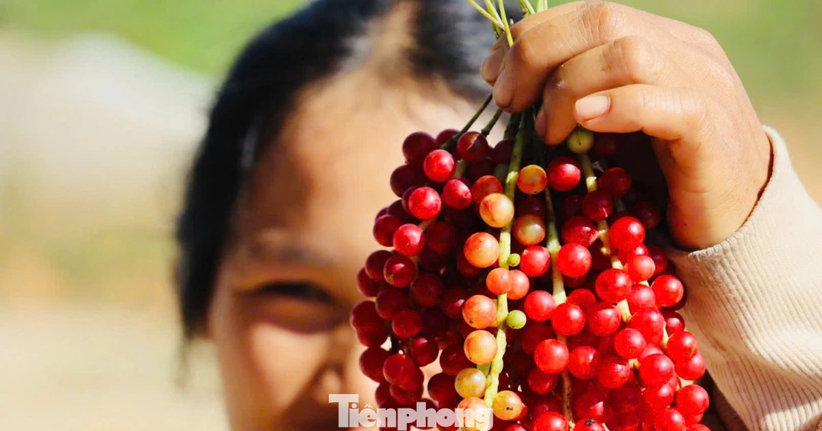 'Hạt ngọc trời' là gì, đắt đỏ ra sao mà người dân kéo nhau lên núi tìm kiếm?