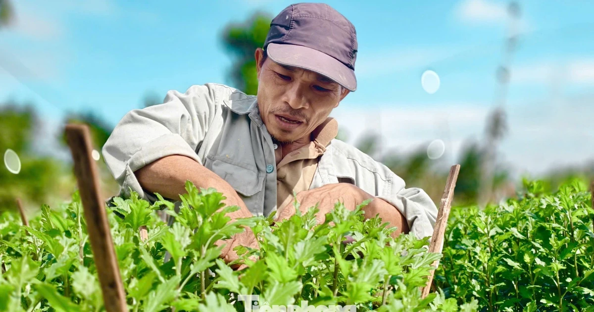 Mưa kéo dài, thủ phủ hoa cúc miền Trung 'đứng ngồi không yên'