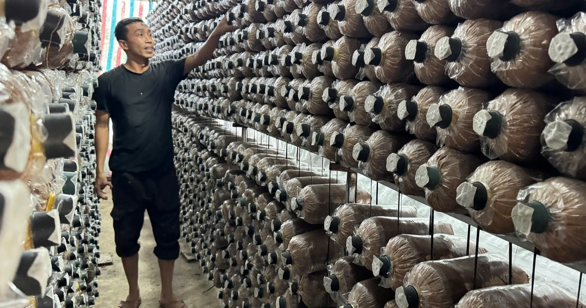 Từ gian khó vươn lên, nông dân Quảng Ngãi mở lối thoát nghèo nhờ trồng nấm bào ngư