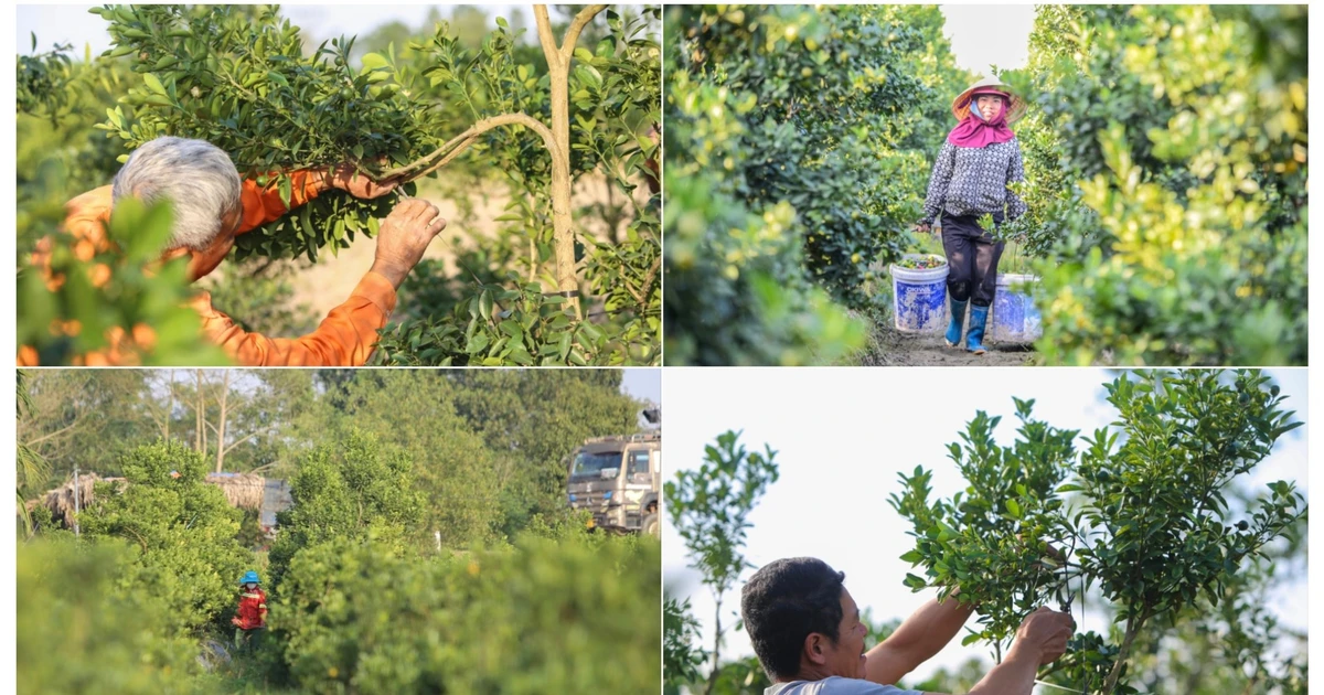 Làng quất lớn nhất xứ Thanh ‘chạy đua’ cho vụ Tết