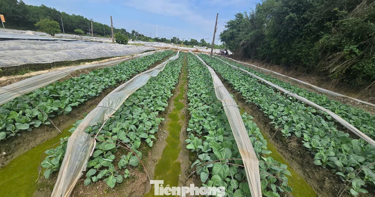 Hà Nội chính thức thông qua bảng giá đất mới, đất nông nghiệp cao nhất 290.000 đồng/m2