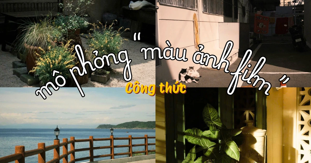 "Bỏ túi" công thức giả lập màu ảnh film trên Dazz Cam khiến Gen Z "mê tít"