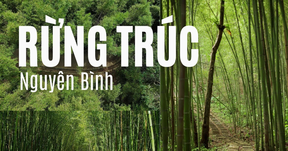 “Mở khóa” rừng trúc xanh mướt tại Cao Bằng đẹp như phim, không kém gì Nhật Bản