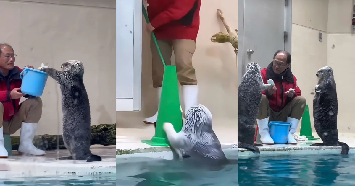 Biệt đội rái cá nhí "tăng ca" ngoài giờ làm gây sốt cõi mạng