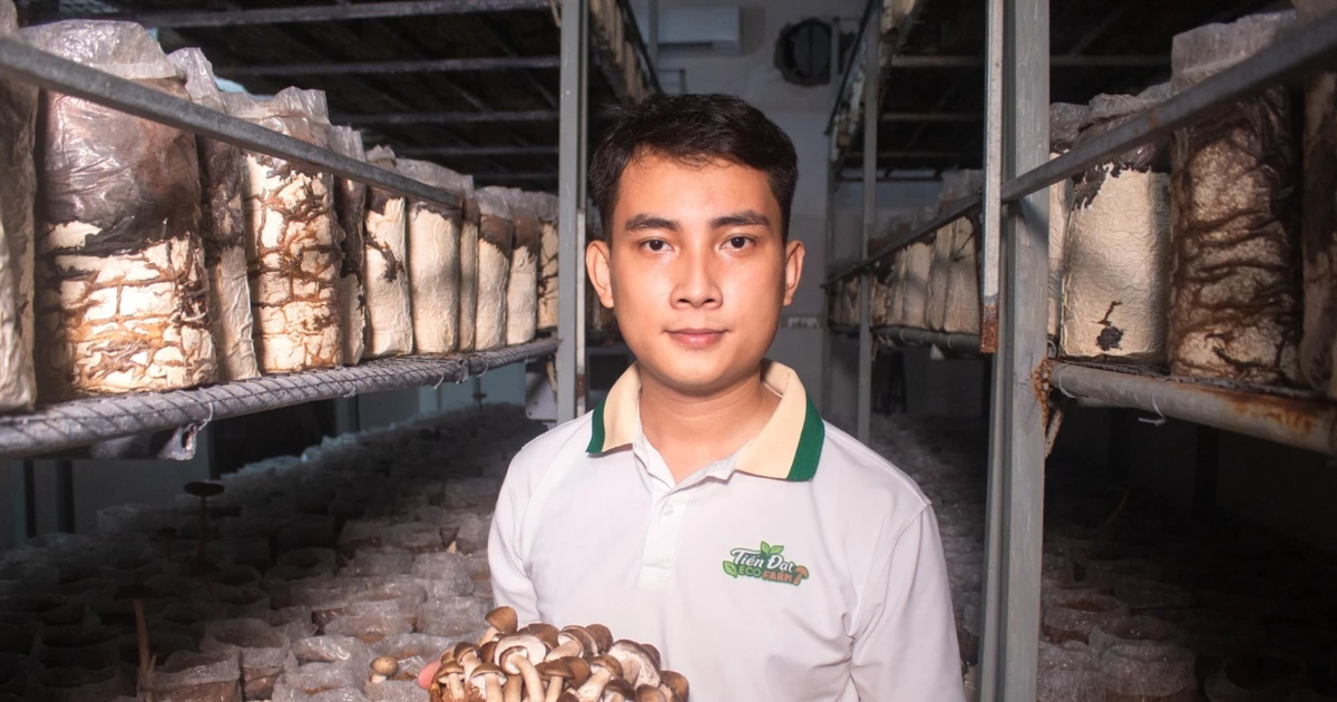 Bỏ phố về quê, chàng trai 3 bằng đại học khởi nghiệp trồng nấm