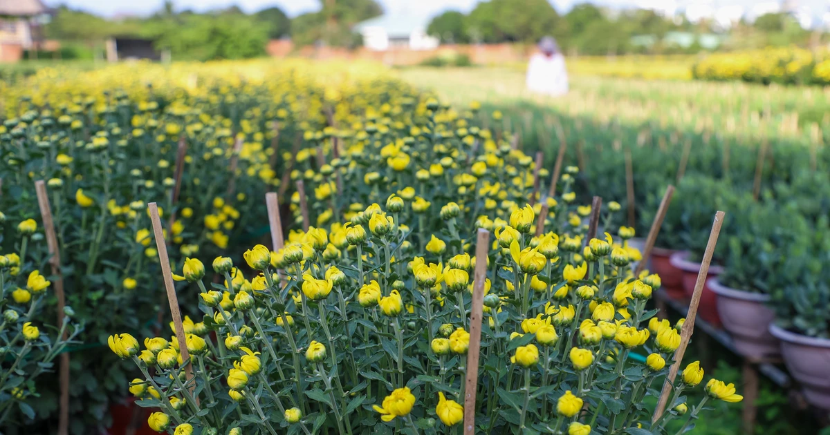 Cúc Đài Loan giá tiền triệu đắt hàng dịp Tết