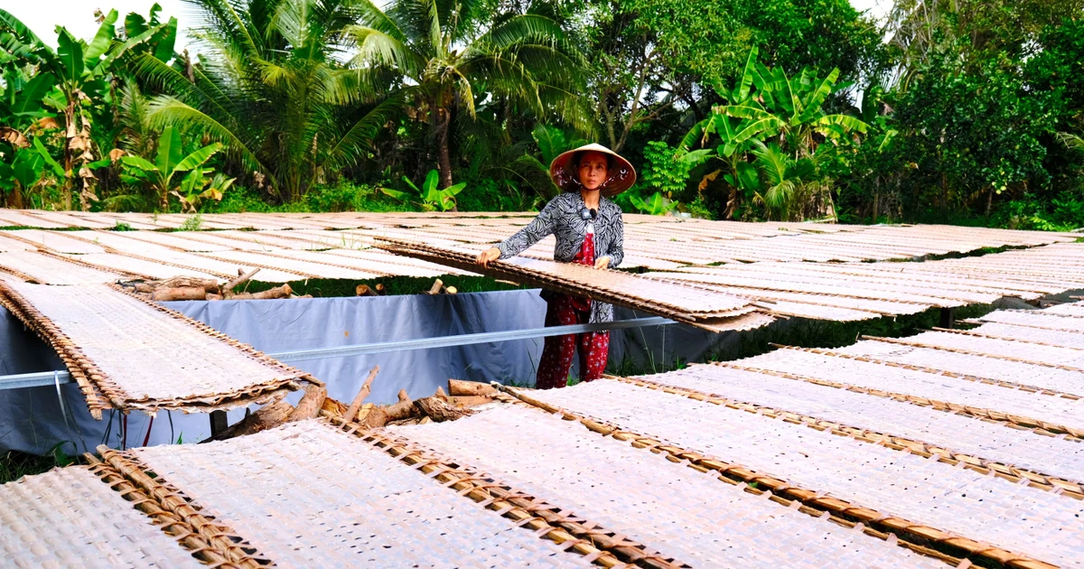 Làng bánh tráng 200 năm tất bật vào vụ Tết