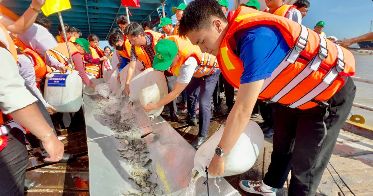 Thả hơn 215.000 cá giống xuống sông Hậu tái tạo nguồn lợi thủy sản ĐBSCL