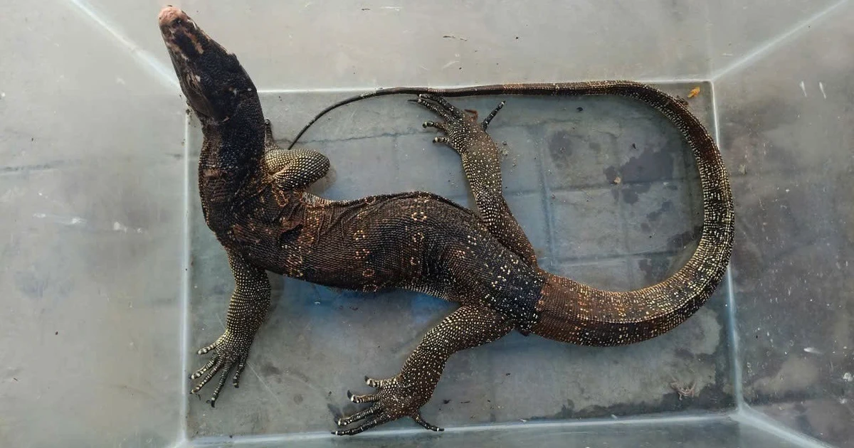 Con vật quý hiếm dài hơn 1,2m đi lạc vào nhà dân