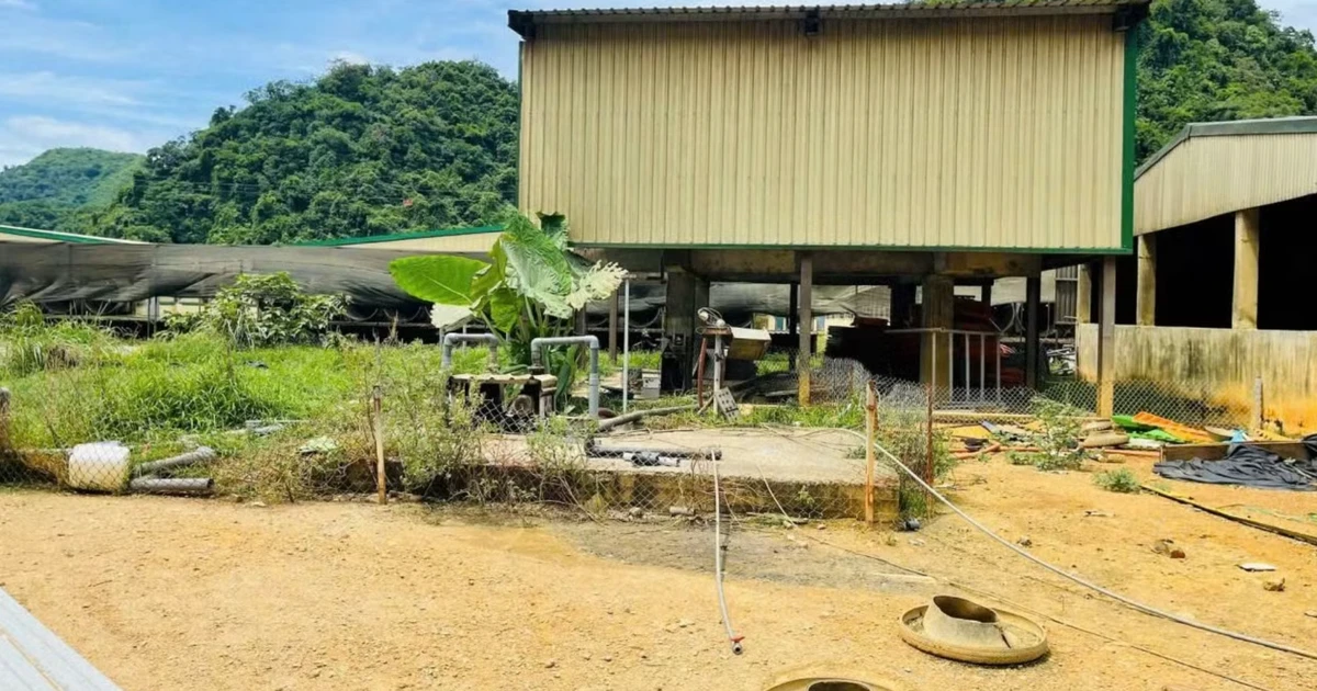 Bộ Nội vụ đề nghị làm rõ trách nhiệm vụ 5 người tử vong tại trại nuôi lợn DABACO Thanh Hóa