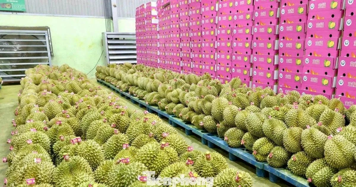 Chính phủ giao Bộ Công an xử lý nghiêm hành vi gian lận mã số vùng trồng