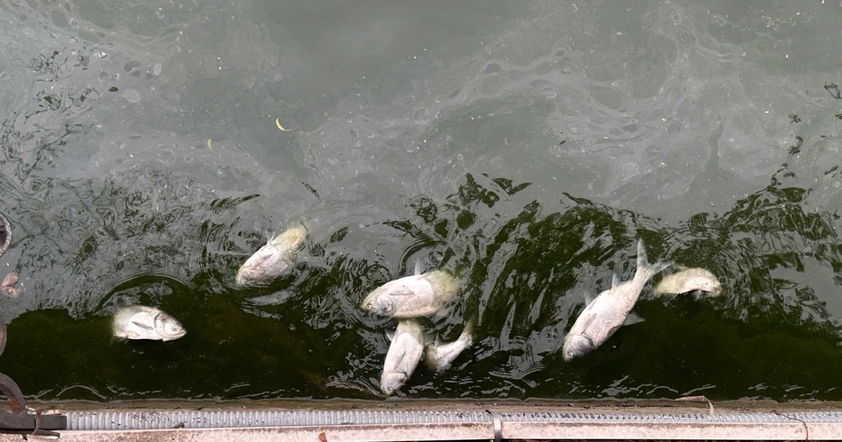 Chủ tịch tỉnh Phú Thọ chỉ đạo xử lý gấp vụ cá chết hàng loạt ở hồ Văn Lang