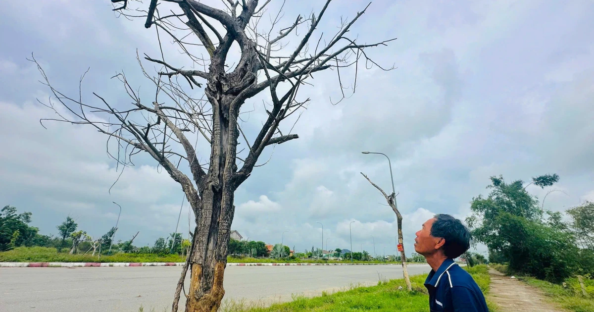 Hai dự án cây xanh chưa bàn giao, hàng trăm cây đã chết khô