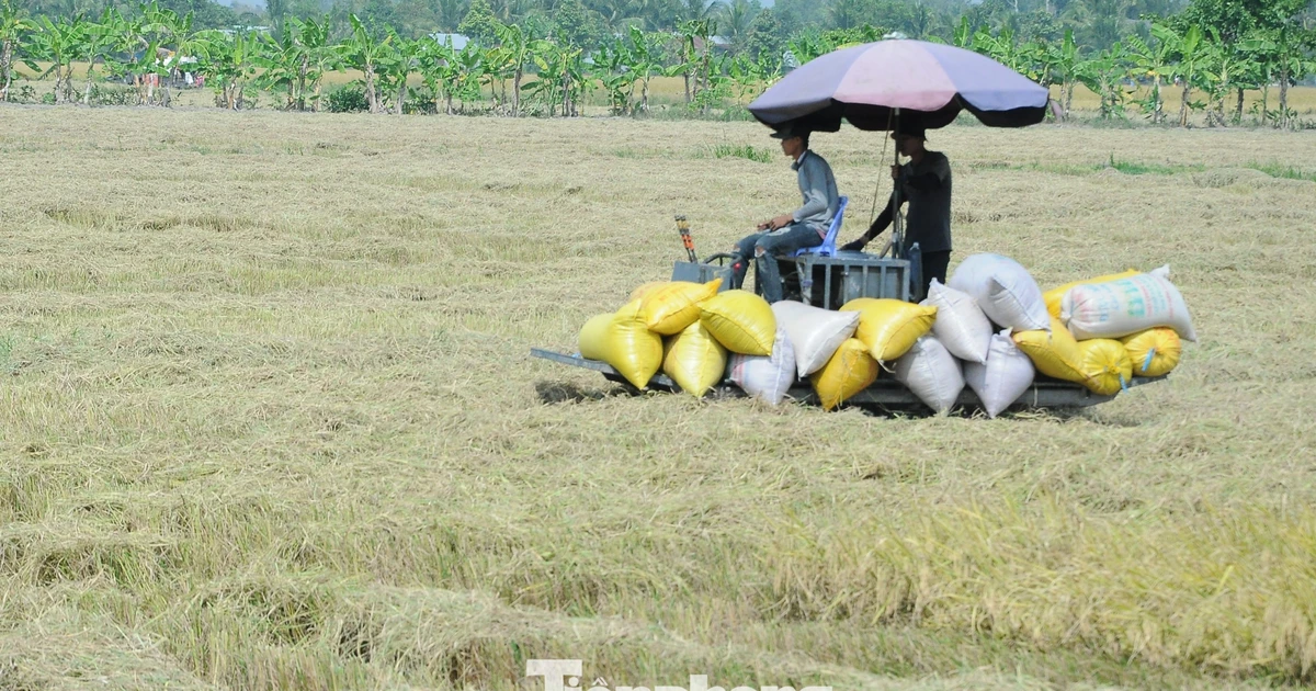 Doanh nghiệp nợ tiền mua lúa hàng tỷ đồng, nhưng chây ì không trả