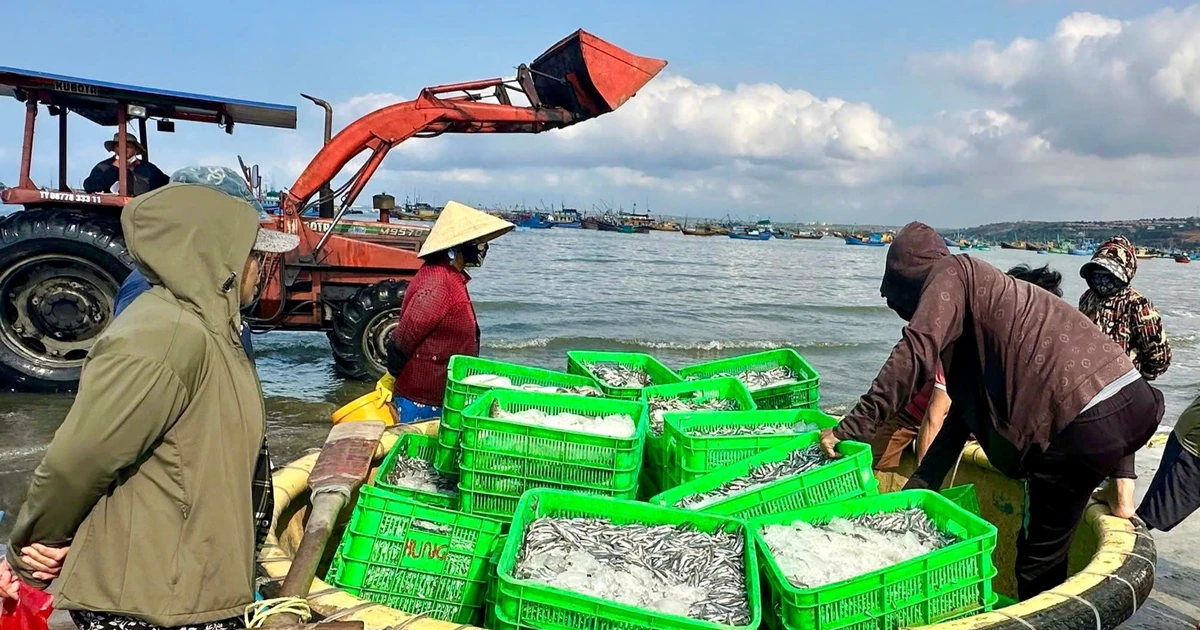 Biển mở lộc, cá cơm trắng bờ