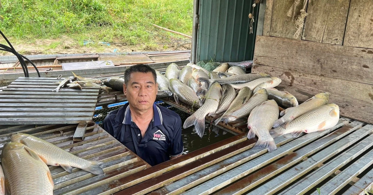 Truy tìm nguyên nhân vụ cá chết hàng loạt trên sông Lam