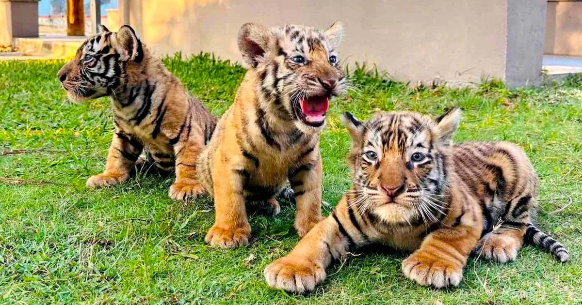 Ngắm 3 hổ con vừa chào đời ở Gia Lai