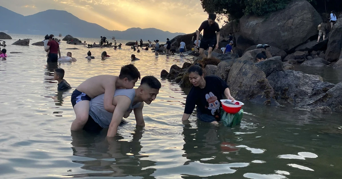Chiều hè, phụ huynh Đà Nẵng đưa con ra biển lội rêu, bắt ốc