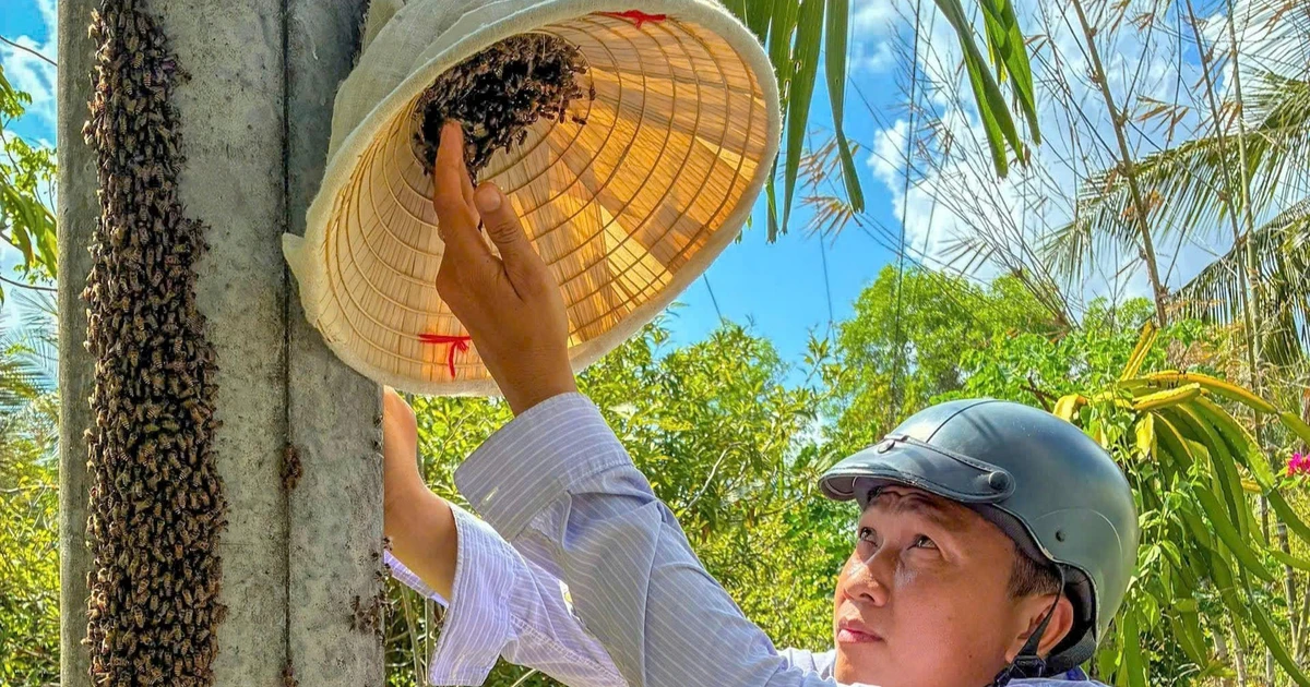 Xem thuần hoá ong trong cột điện