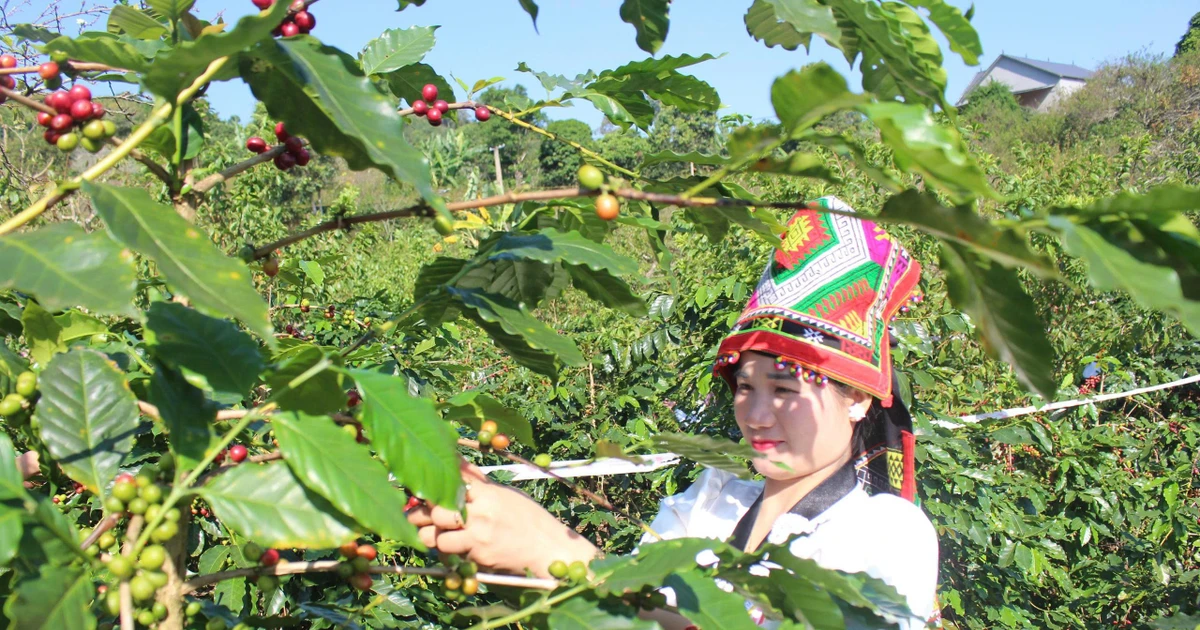 Hành trình từ nương đồi bạc màu đến cuộc sống ấm no của nông dân Sơn La