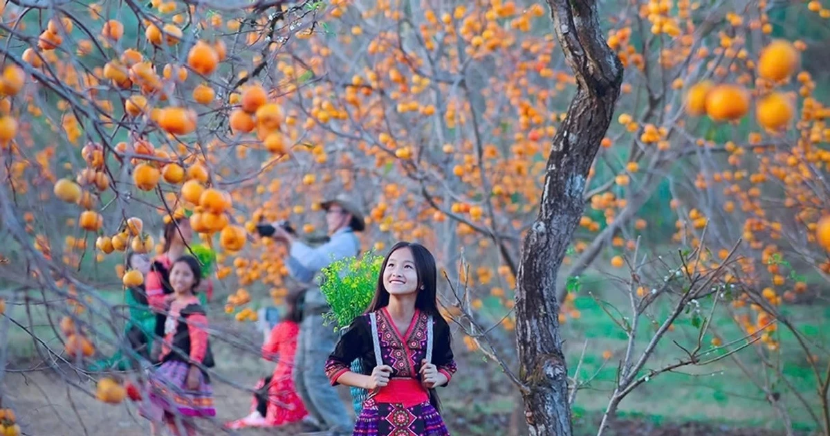 Thích mê vườn hồng trĩu quả, chín mọng giữa lòng Mộc Châu