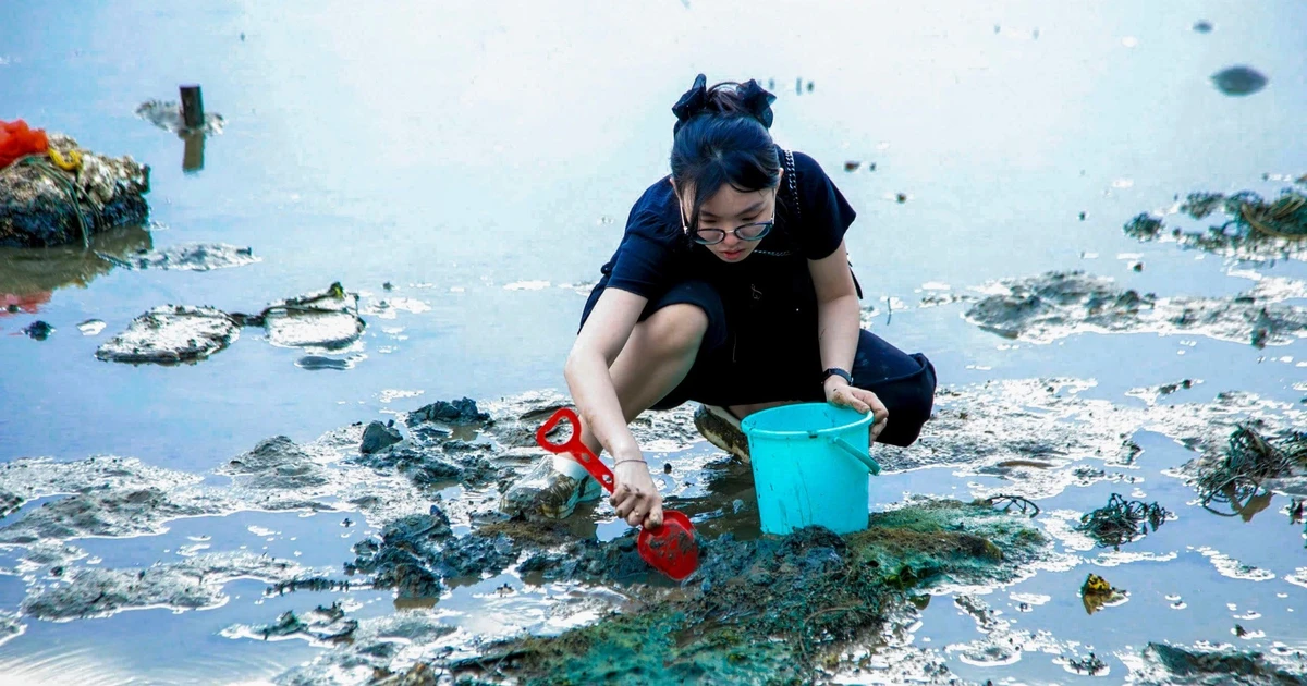 Bạn trẻ Đà Nẵng đổ ra vịnh lội bùn 'săn' ốc móng tay