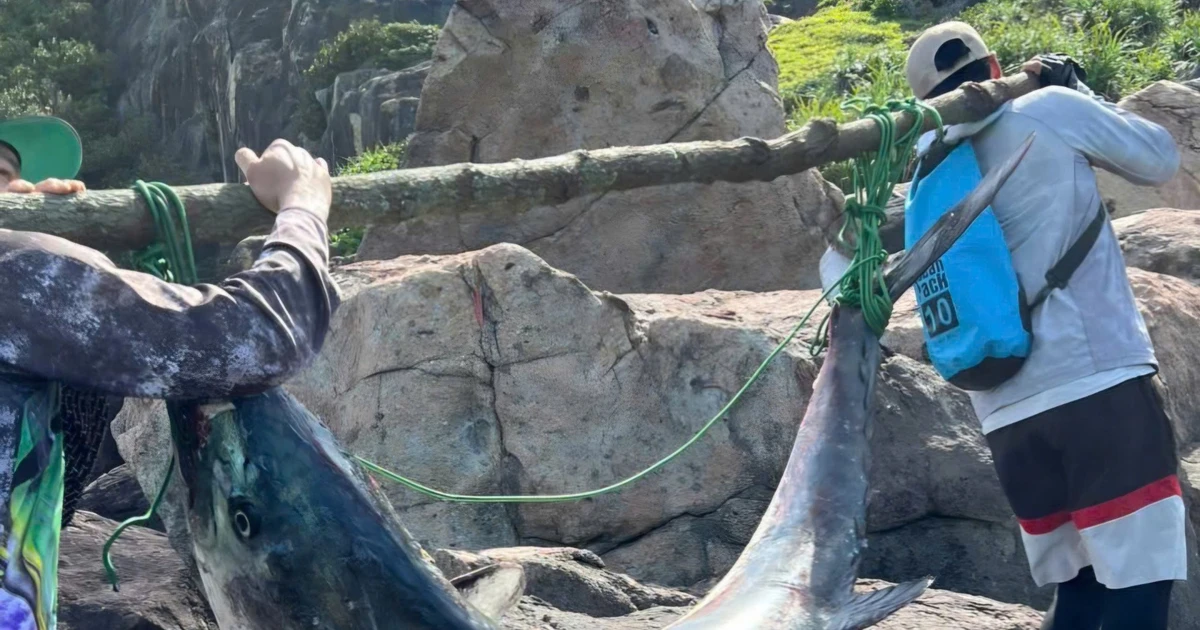 Tận thấy cá thu 'khủng' nặng 63kg, dài hơn 1,6m ở Đà Nẵng