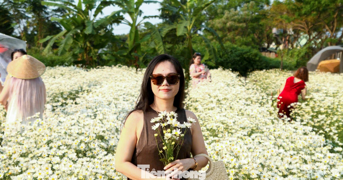 Vườn cúc họa mi nở rộ hút khách check-in ở Đà Nẵng