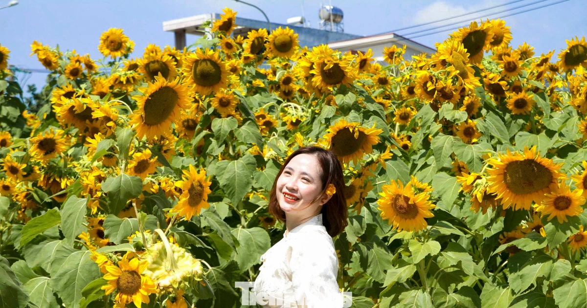 Mê mẩn cánh đồng hướng dương rực vàng dưới chân núi ở Đà Nẵng