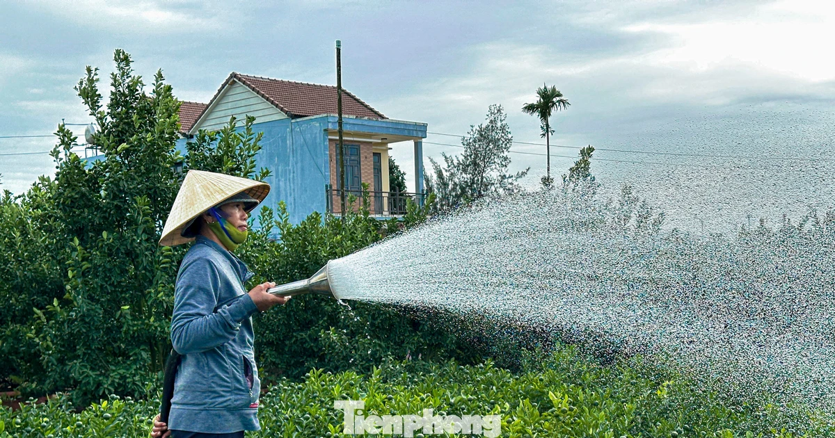 Nông dân Hội An tất bật chăm quất cảnh trước nỗi lo dịch bệnh, thời tiết
