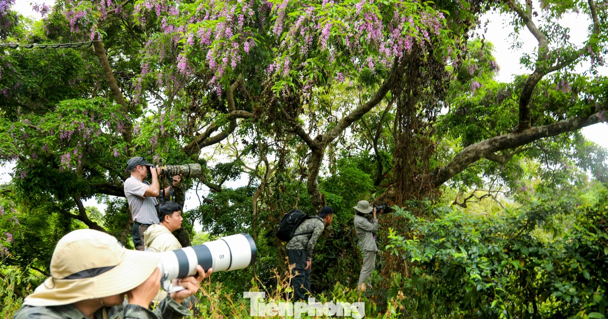 Những tay máy 'săn' khoảnh khắc rực rỡ nhất năm trên bán đảo Sơn Trà