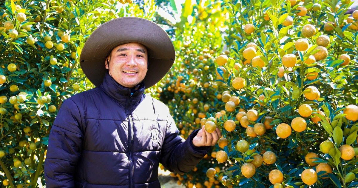 Quất Tết trúng mùa, nhà vườn dồn dập chốt đơn