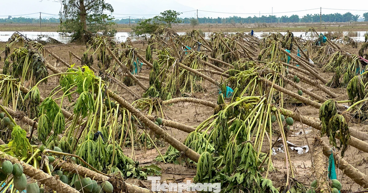 Cây trồng, hoa màu gãy đổ la liệt sau lũ ở Đà Nẵng